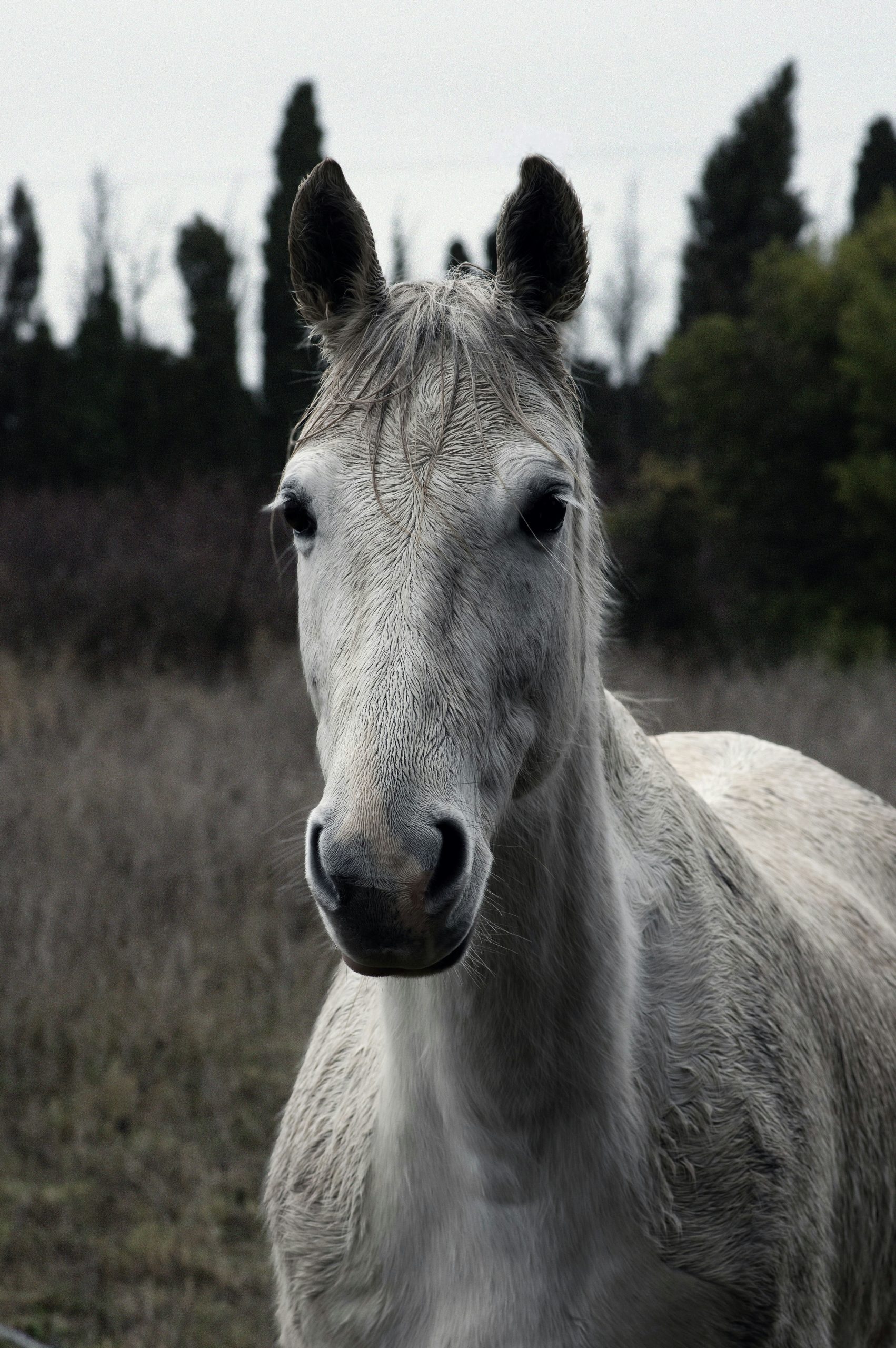 The observation of horses